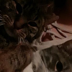 Meet your Posher, Destiny